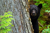 RF- Black bear (Ursus americanus) peering from behind a tree, Blue River, Clearwater, British Columbia, Canada, North America. (This image may be licensed either as rights managed or royalty free.)