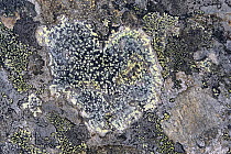 Heart-shaped lichen on rock, Laponia Circuit, along the Padjelantaleden trail, Padjelanta National Park and Sarek National Park, Norrbotten, Lapland, Sweden.