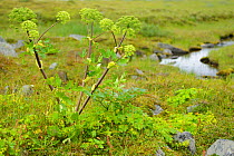 Wild celery (Angelica artchangelica) Laponia Circuit, along the Padjelantaleden trail, Padjelanta National Park and Sarek National Park, Norrbotten, Lapland, Sweden.