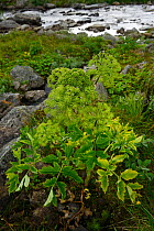 Wild celery (Angelica artchangelica) Laponia Circuit, along the Padjelantaleden trail, Padjelanta National Park and Sarek National Park, Norrbotten, Lapland, Sweden.