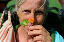 Woman with Cloudberry (Rubus chamaemorus) Family hiking trip on the Laponia Circuit, along the Padjelantaleden trail, Padjelanta National Park and Sarek National Park, Norrbotten, Lapland, Sweden. Mod...