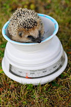 European hedgehog (Erinaceus europaeus) hand reared orphan sitting in weighing scale, Jarfalla, Sweden.
