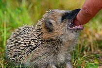 European hedgehog (Erinaceus europaeus) hand reared orphan baby biting human finger, Jarfalla, Sweden