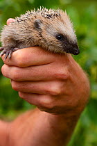 European hedgehog (Erinaceus europaeus) hand reared orphan held in human hands, Jarfalla, Sweden.