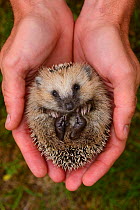 European hedgehog (Erinaceus europaeus) hand reared orphan held in human hands, Jarfalla, Sweden. August. Model released.