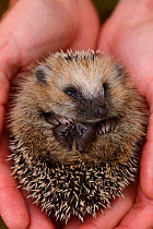 European hedgehog (Erinaceus europaeus) hand reared orphan held in human hand, Jarfalla, Sweden.