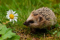RF- European hedgehog (Erinaceus europaeus) orphan, Jarfalla, Sweden. August. (This image may be licensed either as rights managed or royalty free.)