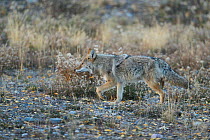 Coyote (Canis latrans) walking, Grand Teton National Park, Wyoming, USA