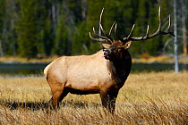 American elk (Cervus elaphus canadensis) stag sticking tongue out, Yellowstone National Park, Wyoming, USA