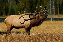 American elk (Cervus elaphus canadensis) stag calling during rut, Yellowstone National Park, Wyoming, USA. October.