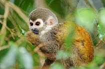 Squirrel monkey (Saimiri sciureus) feeding, Napo wildlife lodge, Amazonas, Ecuador, South America, April.