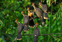 Hoatzin birds (Opisthocomus hoazin) perched on branch, Napo wildlife lodge, Amazonas, Ecuador, South America, April.