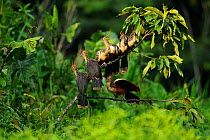 Hoatzins (Opisthocomus hoazin) on branch, Napo wildlife lodge, Amazonas, Ecuador, South America, April.