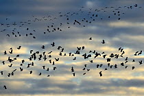 Lapwings (Vanellus vanellus) in flight, Lac du Der, Champagne, France, January.