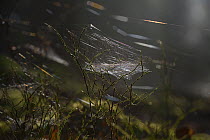 Spider web in morning light, Vosges, France, March.