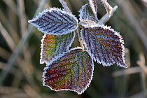 Frost on Blackberry (Rubus fruticosus) leaves, Vosges, France, March.