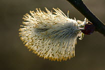 Pussy willow (Salix caprea) male catkin, Vosges, France, March.