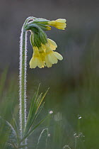 Oxlip (Primula elatior) Vosges, France, March.