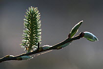Pussy willow (Salix caprea) female catkin, Vosges, France, March.