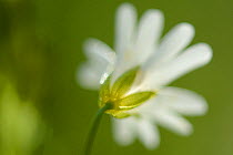 Greater stitchwort (Stellaria holostea) Vosges, France, April.
