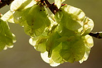 Elm (Ulmus glabra) seeds, Vosges, France, April.