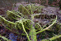 Fallen fir tree, Vosges, France, February.