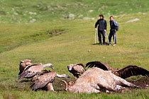 Hikers observing Griffon vultures (Gyps fulvus) feeding on dead cow. Pyrenees National Park, France, July 2014.