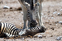 Male Burchell's zebra (Equus quagga burchellii) pulling the head of a dead pregnant female that died due to complications whilst giving birth, trying to wake her up. Etosha National Park, Namibia.