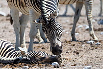 Male Burchell's zebra (Equus quagga burchellii) nudging the head of a dead pregnant female that died due to complications whilst giving birth, trying to wake her up. Etosha National Park, Namibia.