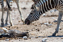 Young Burchell's zebra (Equus quagga burchellii) sniffing dead pregnant female that died due to complications whilst giving birth, he is thought to be her foal from a previous year. Etosha National Pa...