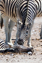 Male Burchell's zebra (Equus quagga burchellii) pulling the head of a dead pregnant female that died due to complications whilst giving birth, trying to wake her up. Etosha National Park, Namibia.