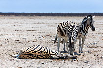 Two Burchell's zebras (Equus quagga burchellii) looking at and sniffing dead pregnant female that died due to complications whilst giving birth, Etosha National Park, Namibia.