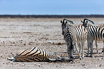 Group of Burchell's zebras (Equus quagga burchellii) gathering around and sniffing a dead pregnant female that died due to complications whilst giving birth, Etosha National Park, Namibia.