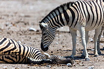 Burchell's zebra (Equus quagga burchellii) looking at and sniffing dead pregnant female that died due to complications whilst giving birth, Etosha National Park, Namibia.
