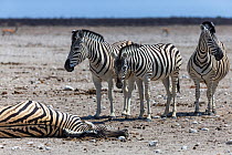 Group of Burchell's zebras (Equus quagga burchellii) gathering around a dead pregnant female that died due to complications whilst giving birth, Etosha National Park, Namibia.