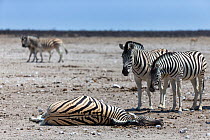 Two Burchell's zebras (Equus quagga burchellii) looking at dead pregnant female that died due to complications whilst giving birth, Etosha National Park, Namibia.