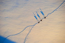 Aerial view of three Roe deer (Capreolus capreolus) walking in line along trail in snow, with long shadows  before sunset, Estonia, May. Winner of the Mammals category and the Animal stories portfolio...