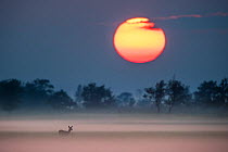 Roe deer (Capreolus capreolus) in fog at sunset, Estonia, September. Nominated in the Melvita Nature Images Awards competition 2014.