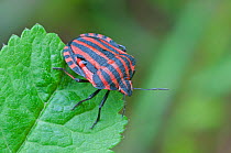 Shield bug (Graphosoma italicum) Peerdsbos, Brasschaat, Belgium, May.