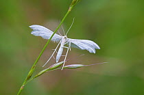 White plume moth (Pterophorus pentadactyla) Peerdsbos, Brasschaat, Belgium, June.