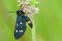 Nine-spotted moth (Syntomis phegea) Peerdsbos, Brasschaat, Belgium, June.