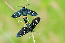 Nine-spotted moths (Syntomis phegea) mating, Peerdsbos, Brasschaat, Belgium, June.