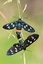 Nine-spotted moths (Syntomis phegea) mating, Peerdsbos, Brasschaat, Belgium, June.