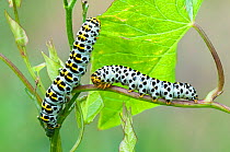 Mullein moth (Cucullia verbasci) caterpillars, Peerdsbos, Brasschaat, Belgium, June.