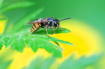 Common wasp (Vespula vulgaris) Peerdsbos, Brasschaat, Belgium, July.