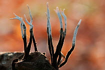 Candlesnuff fungus (Xylaria hypoxylon) Peerdsbos, Brasschaat, Belgium, October.
