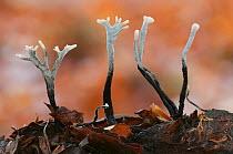 Candlesnuff fungus (Xylaria hypoxylon) Peerdsbos, Brasschaat, Belgium, November.