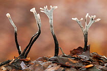 Candlesnuff fungus (Xylaria hypoxylon) Peerdsbos, Brasschaat, Belgium, November.