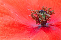 Close up of Poppy (Papaver rhoeas) Peerdsbos, Brasschaat, Belgium, July.