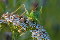 Great green bush-cricket (Tettigonia viridissima) Inslag, Brasschaat, Belgium, July.